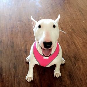 Meet your Posher, Hallie